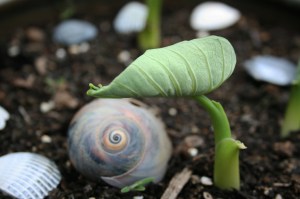 Seedlings - Green Caladium with Nautilus